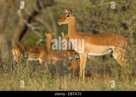 impala (Aepyceros melampus), group in savannah, South Africa, Hluhluwe-Umfolozi National Park Stock Photo