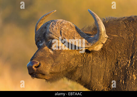 African buffalo (Syncerus caffer), portrait in evening light, South Africa, Krueger National Park Stock Photo