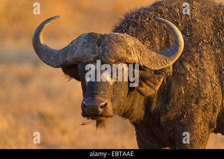 African buffalo (Syncerus caffer), portrait in evening light, South Africa, Krueger National Park Stock Photo