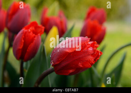 common garden tulip (Tulipa gesneriana), red tulips in a garden with raindrops Stock Photo