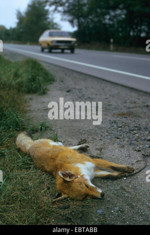 red fox (Vulpes vulpes), dead on the roadside, Germany Stock Photo