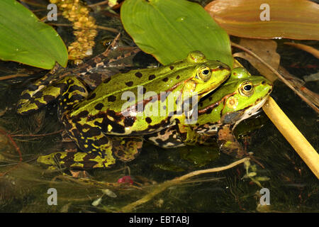 European edible frog, common edible frog (Rana kl. esculenta, Rana esculenta), clasping couple at thesurface of a pond, Germany