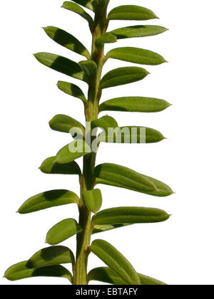 Mountain totara, Snow totara (Podocarpus nivalis), branch Stock Photo