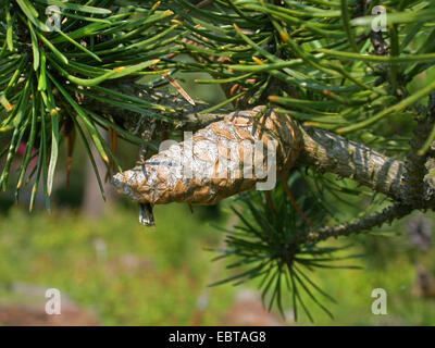 gray pine, jack pine (Pinus banksiana), cone on a branch Stock Photo