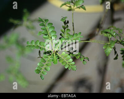 Tanekaha, Celery Pine, New Zealand Celery Pine (Phyllocladus trichomanoides), branch with short shoots Stock Photo