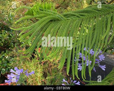 Norfolk Island Pine (Araucaria heterophylla, Araucaria excelsa), branch Stock Photo