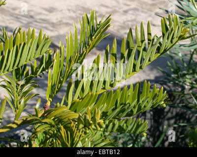 Taiwan Plum Yew, Taiwan Cowtail Pine (Cephalotaxus wilsoniana), branch Stock Photo