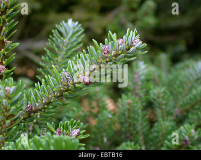 Korean fir (Abies koreana), branch Stock Photo