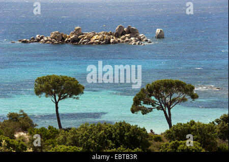 Stone pine, Italian Stone pine, Umbrella Pine (Pinus pinea), Palombaggia beach, France, Corsica Stock Photo