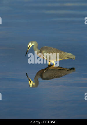 white-faced egret (Egretta novaehollandiae), hunting in a lake, Australia Stock Photo