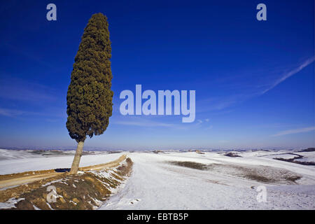 Italian cypress (Cupressus sempervirens), single cypress in wintry landscape, Italy, Tuscany Stock Photo