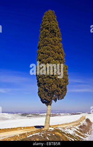 Italian cypress (Cupressus sempervirens), single cypress in wintry landscape, Italy, Tuscany Stock Photo