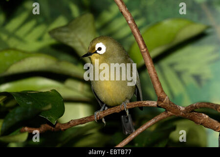 African Yellow White-eye (Zosterops senegalensis kikuyuensis), pair on a branch Stock Photo