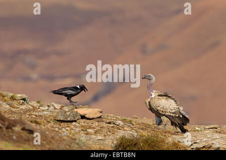 Cape vulture (Gyps coprotheres), sitting on a rock spur together with African White-necked Raven, Corvus albicollis, South Africa, Kwazulu-Natal Stock Photo