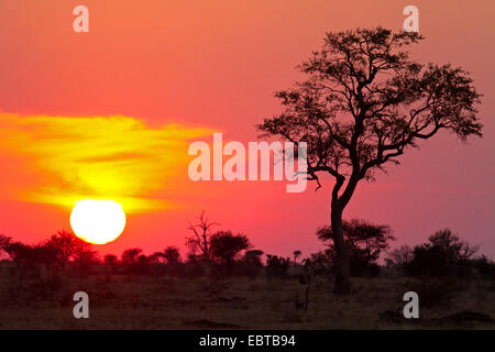 savanna at sunset, South Africa, Krueger National Park, Satara Camp Stock Photo