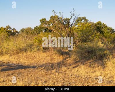 African elephant (Loxodonta africana), hidden in thicket, South Africa, Kwazulu-Natal, Giants Castle Stock Photo