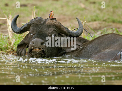 African buffalo (Syncerus caffer), lying in water with kingfisher on its head, Uganda Stock Photo