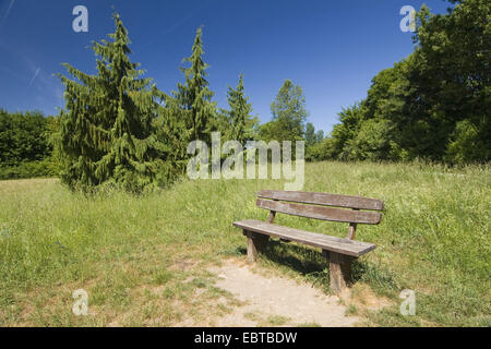 Weeping Yellow-cedar (Cupressus nootkatensis 'Pendula', Cupressus nootkatensis Pendula, Chamaecyparis nootkatensis 'Pendula', Chamaecyparis nootkatensis Pendula), at a wooden bench in a meadow, Germany, Hesse, Schwalbach am Taunus Stock Photo