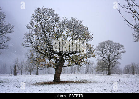 sycamore maple, great maple (Acer pseudoplatanus), Grosser Ahornboden, a scenic alpine pasture valley with old marple population, Austria, Karwendel Mountains, Engadine Stock Photo