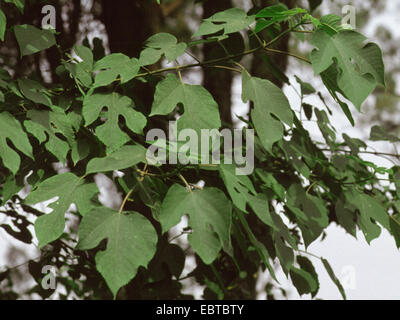 paper mulberry (Broussonetia papyrifera), branch Stock Photo