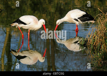 white stork (Ciconia ciconia), two birds looking for food in shallow water, Germany Stock Photo