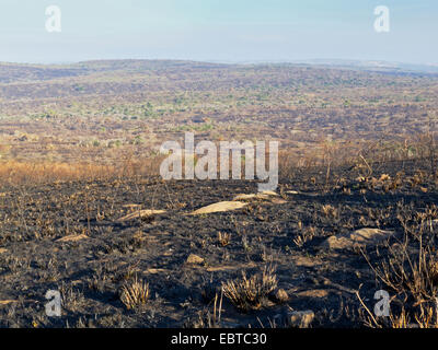 savanna after bushfire, South Africa, Hluhluwe-Umfolozi National Park, Hilltop Camp Stock Photo