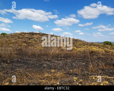 savanna after bushfire, South Africa, Hluhluwe-Umfolozi National Park, Hilltop Camp Stock Photo