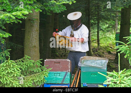 honey bee, hive bee (Apis mellifera mellifera), beekeeper at work, checking honeycombs, Germany Stock Photo