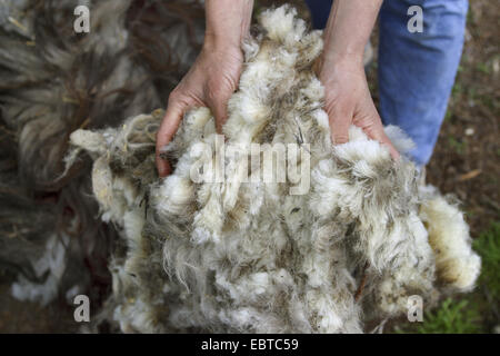 just clipped sheep whool, Germany Stock Photo
