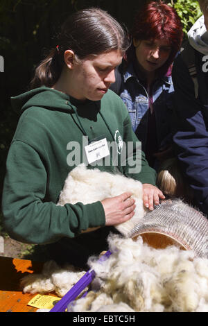 just clipped sheep whool being carded with a needle roller, Germany Stock Photo