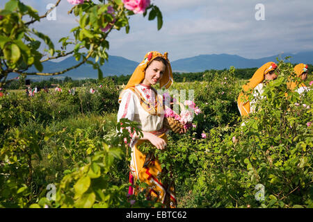 girl in traditional clothing picking roses, Rose Festival, Bulgaria, Karlovo Stock Photo