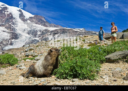 hoary marmot (Marmota caligata), sitting next herbs, being observed by tourists, USA, Washington, Mount Rainier National Park Stock Photo