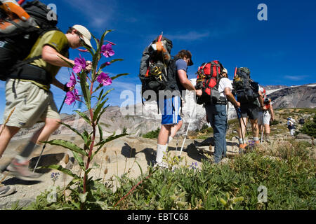 group of hikers on Mount Rainier, USA, Washington, Mount Rainier National Park Stock Photo