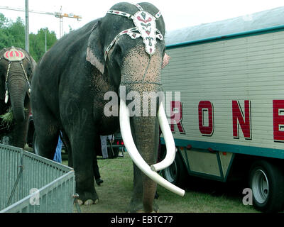 Indian elephant (Elephas maximus indicus, Elephas maximus bengalensis), two adorned circus animal walking among circus caravans: In Germany hundreds of wild animals are kept although a species-appropriate keeping is impossible in travelling enterprises. In Austria wild animal keeping is already prohibited., Germany, Stock Photo