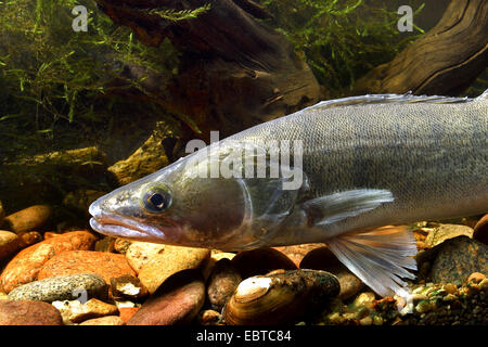 pike-perch, zander (Stizostedion lucioperca, Sander lucioperca), swimming at the bottom of the sea among stones Stock Photo