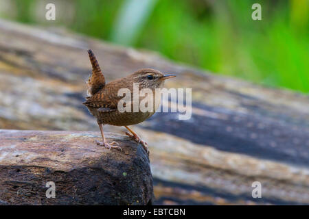 winter wren (Troglodytes troglodytes), sitting on a rock, Germany, Bavaria Stock Photo