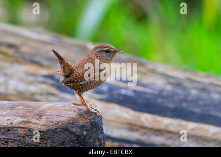 winter wren (Troglodytes troglodytes), sitting on a rock, Germany, Bavaria Stock Photo