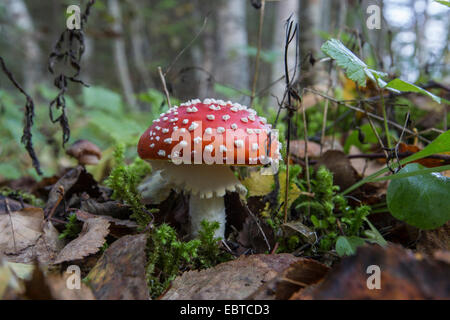fly agaric (Amanita muscaria), in a swamp forest, Norway, Nordland