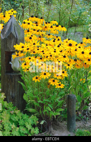 black-eyed susan, hairy coneflower, yellow daisy (Rudbeckia hirta), blooming, Nieklitz Stock Photo