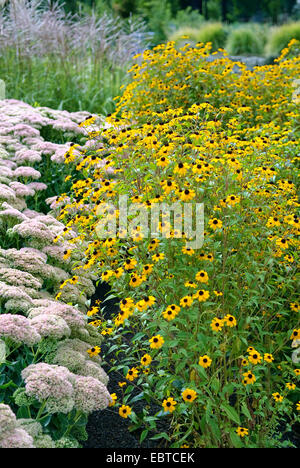 Branched coneflower, Brown-eyed susan (Rudbeckia triloba), blooming Stock Photo