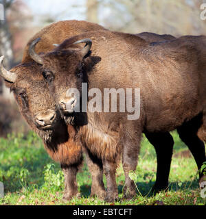 European bison, wisent (Bison bonasus caucasicus), two wisents standing in a meadow, Germany Stock Photo