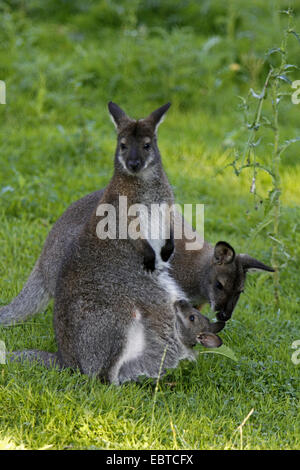 red-necked wallaby, Bennett┤s Wallaby (Macropus rufogriseus, Wallabia rufogrisea), family sitting in a meadow, Australia, Tasmania Stock Photo