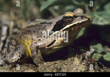 agile frog, spring frog (Rana dalmatina), sitting on soil ground Stock Photo