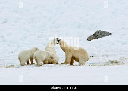 polar bear (Ursus maritimus), polar bears quarelling about food, Norway, Svalbard Stock Photo
