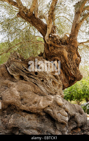 olive tree (Olea europaea ssp. sativa), old olive tree, Spain, Balearen, Majorca Stock Photo