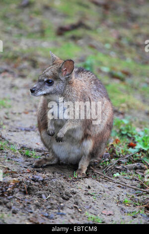 parma wallaby, white-throated Wallaby (Macropus parma), sitting on moist soil ground Stock Photo