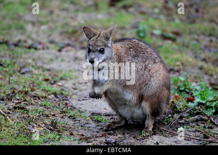 parma wallaby, white-throated Wallaby (Macropus parma), sitting on moist soil ground Stock Photo