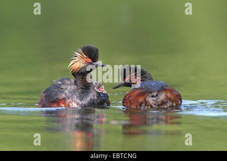black-necked grebe (Podiceps nigricollis), couple with chicks in the plumage swimming on water Stock Photo