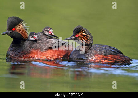black-necked grebe (Podiceps nigricollis), couple with chicks in the plumage swimming on water Stock Photo