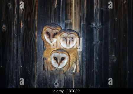 Barn owl (Tyto alba), three young birds looking out of a nesting cave, Germany Stock Photo